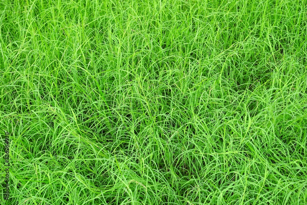 Close up Grass Field Background. Close up Grass Field Background.