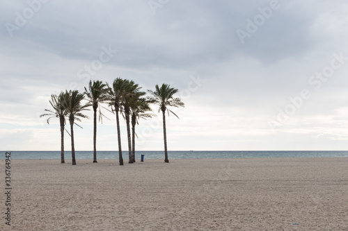 Atardecer invernal en la playa de Roquetas de Mar con palmeras aisladas. Almeria. photo