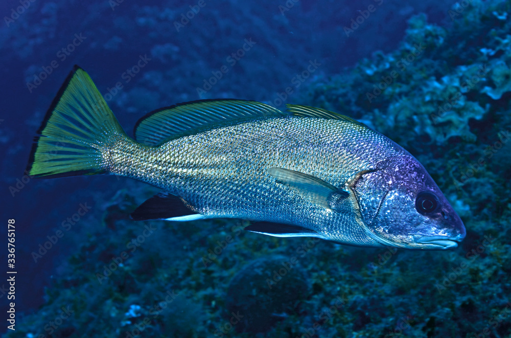 Naklejka premium pesce