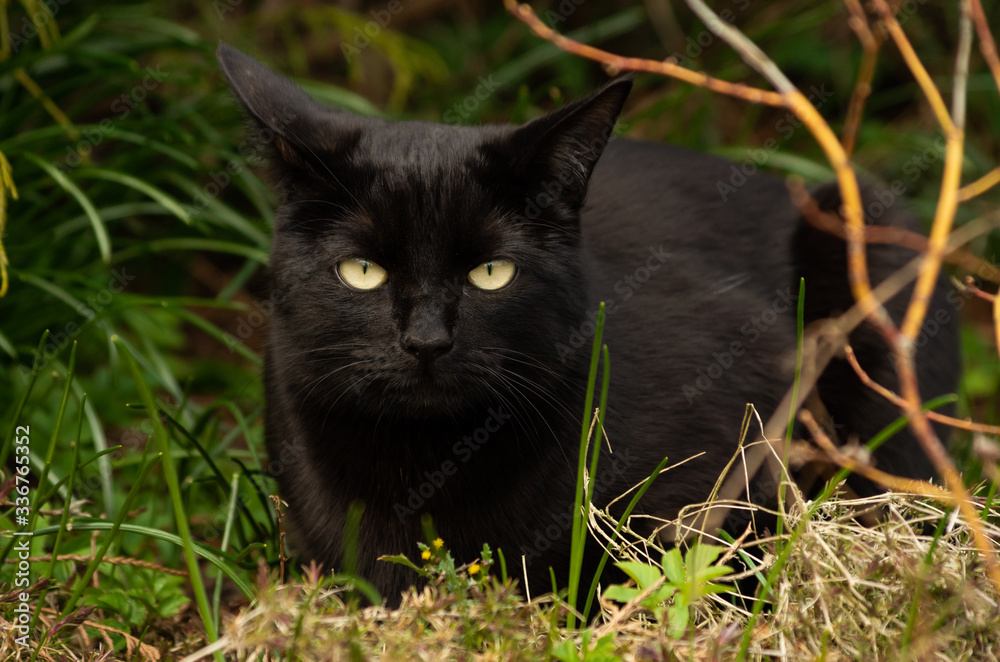 Black cat with beautiful eyes sits in a green grass