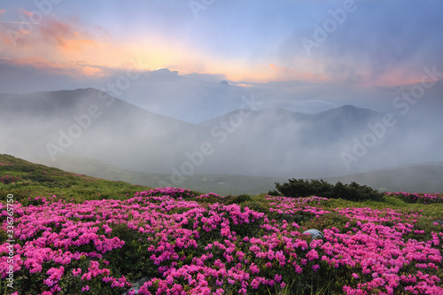 Morning scenery of meadows with blooming rhododendron  fog  high mountains and sunset. Majestic summer scenery. Location place the Carpathian  Ukraine  Europe.