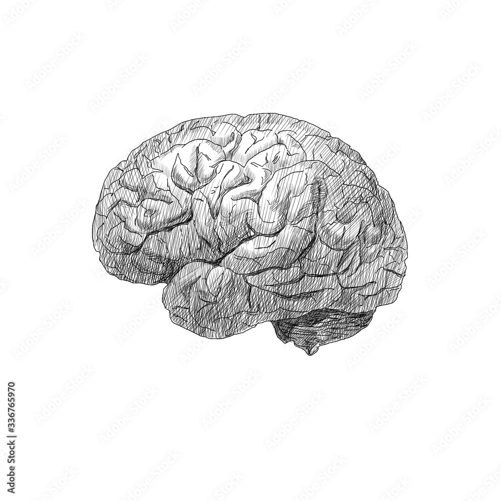 Engraving brain illustration in gray scale monochrome color on white background Engraving brain illustration in gray scale monochrome color on white background