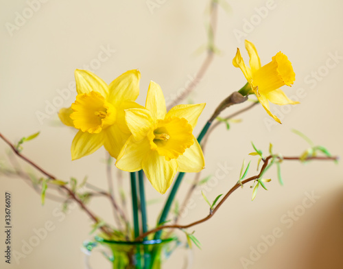 Daffodills in glass vase with early spring tree branches with leaves, early spring happy photo