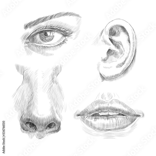 Eye, Lips, Nose, Ear. Hand drawn engraving