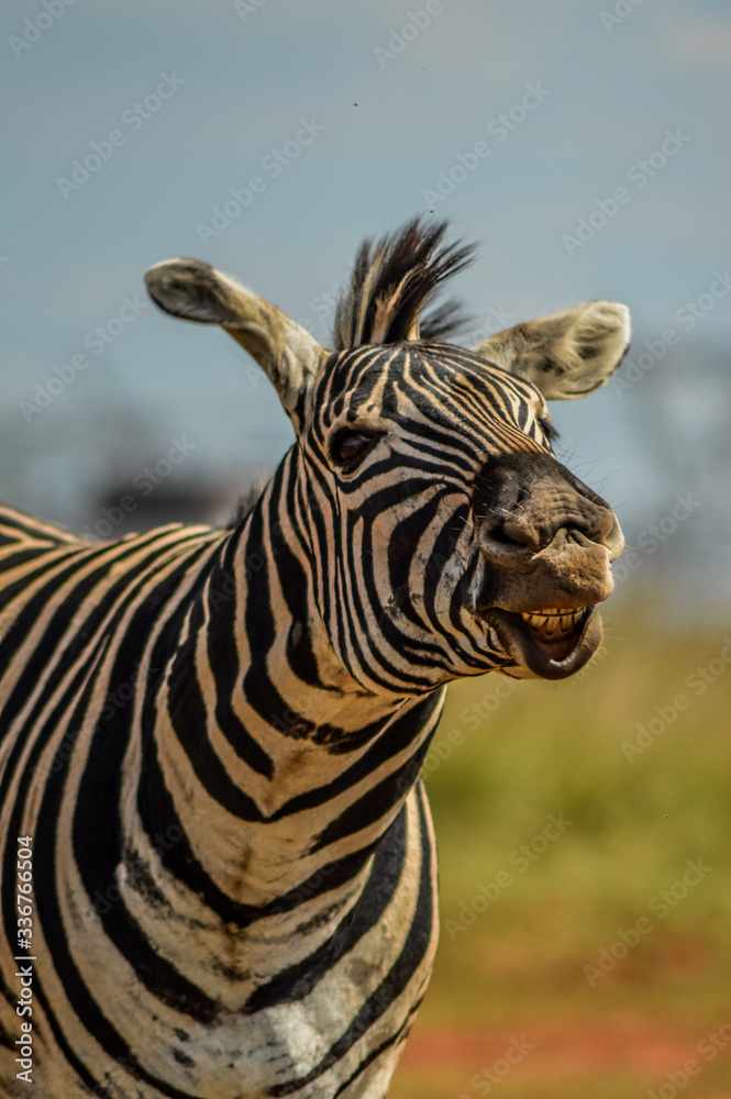 Fototapeta premium Cape Burchell's zebra in game reserve in South Africa