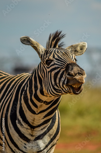 Cape Burchell's zebra in game reserve in South Africa