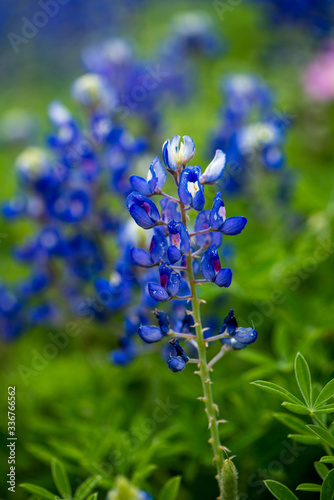 Closeup bluebonnets with with and blue and a bokeh background of flowers