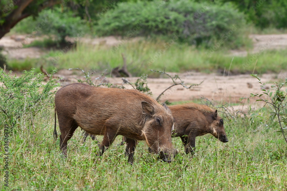 wildshot of warthogs on pasture,national park of South Africa
wildshot of warthogs on pasture,national park of South Africa