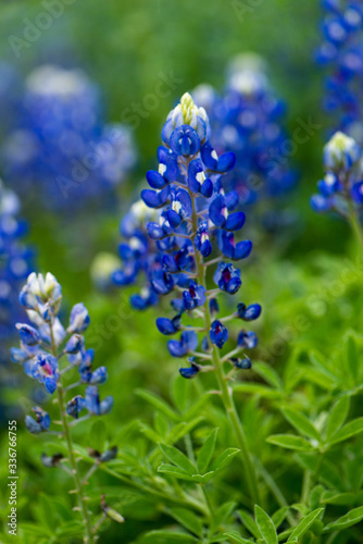 Closeup bluebonnets with with and blue and a bokeh background of flowers