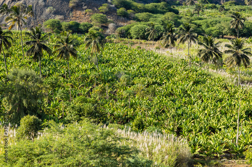  Coconut and sugar canne plantation near Calheta Sao Miguel in Santiago Island in Cape Verde - Cabo Verde