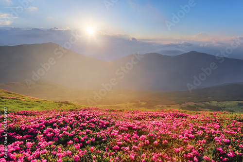 Majestic summer scenery. Rhododendron blooming on the high wild mountains. Concept of nature rebirth. Beautiful photo of mountain landscape. Sun rays enlighten the valley. © Vitalii_Mamchuk