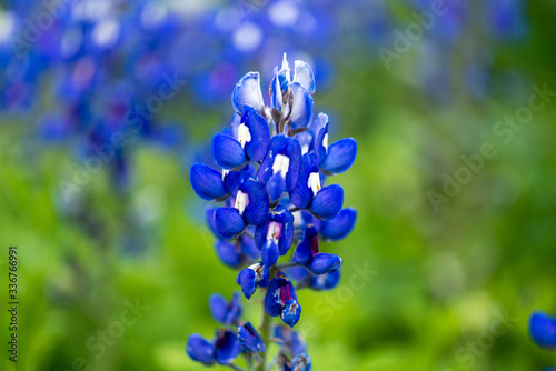 Closeup bluebonnets with with and blue and a bokeh background of flowers