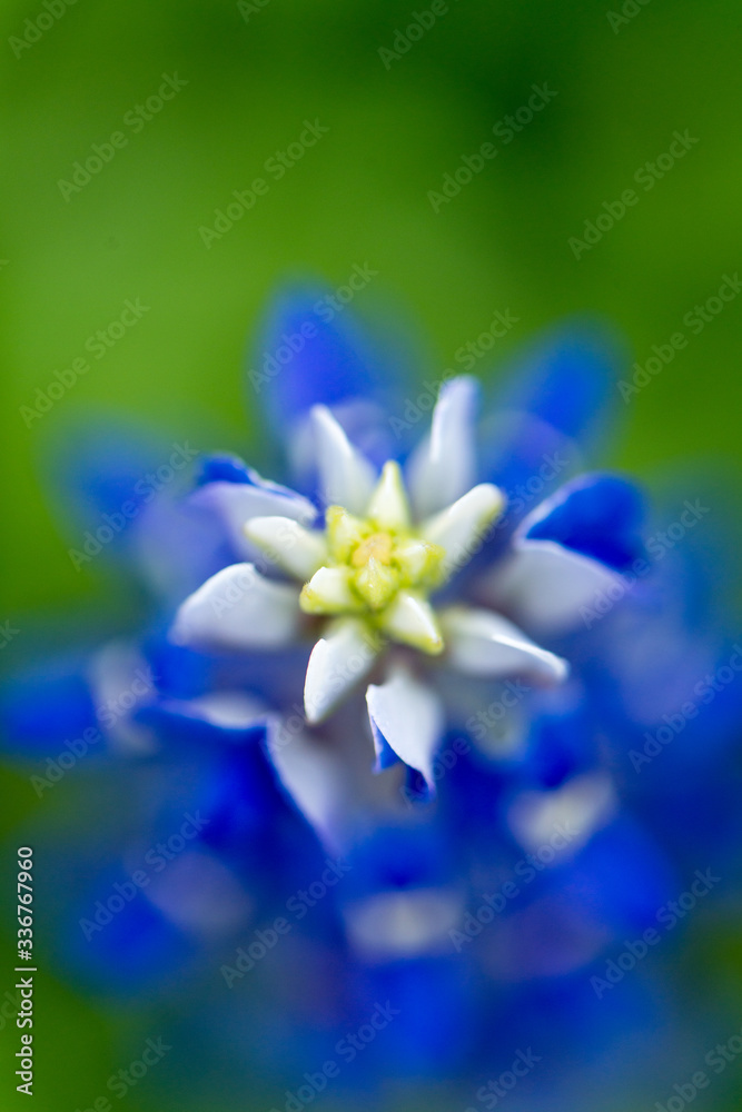 Closeup bluebonnets with with and blue and a bokeh background of flowers Closeup bluebonnets with with and blue and a bokeh background of flowers
