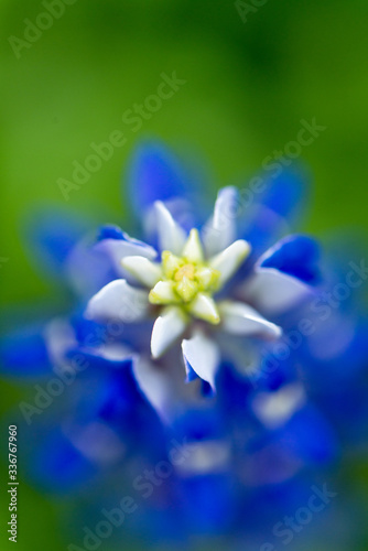 Closeup bluebonnets with with and blue and a bokeh background of flowers © Caryn