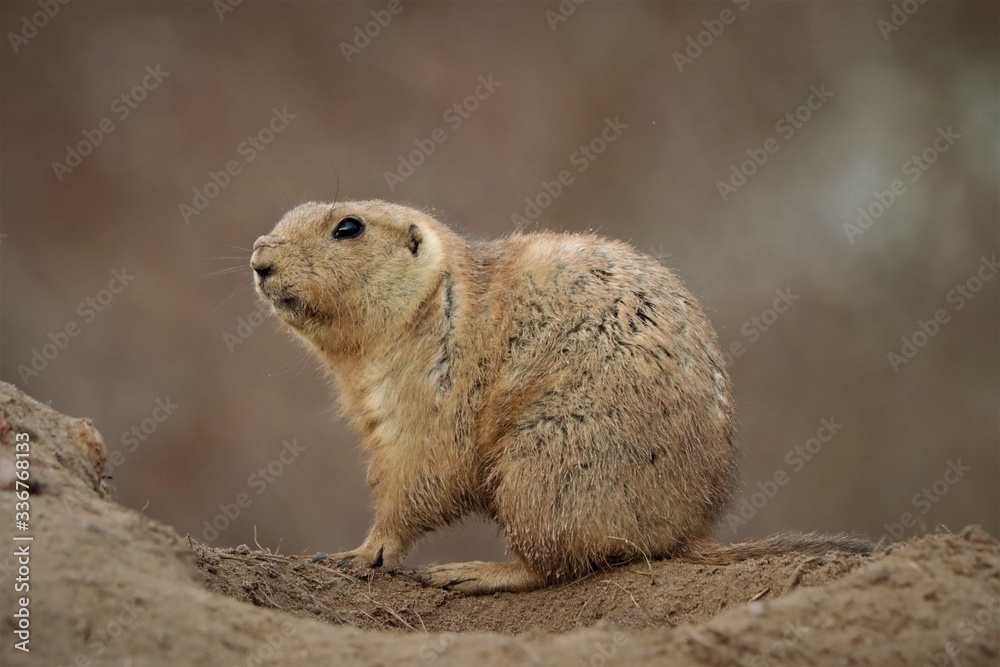 Naklejka premium Black-tailed Prairie dog looking out from burrow (Cynomys ludovicianus)