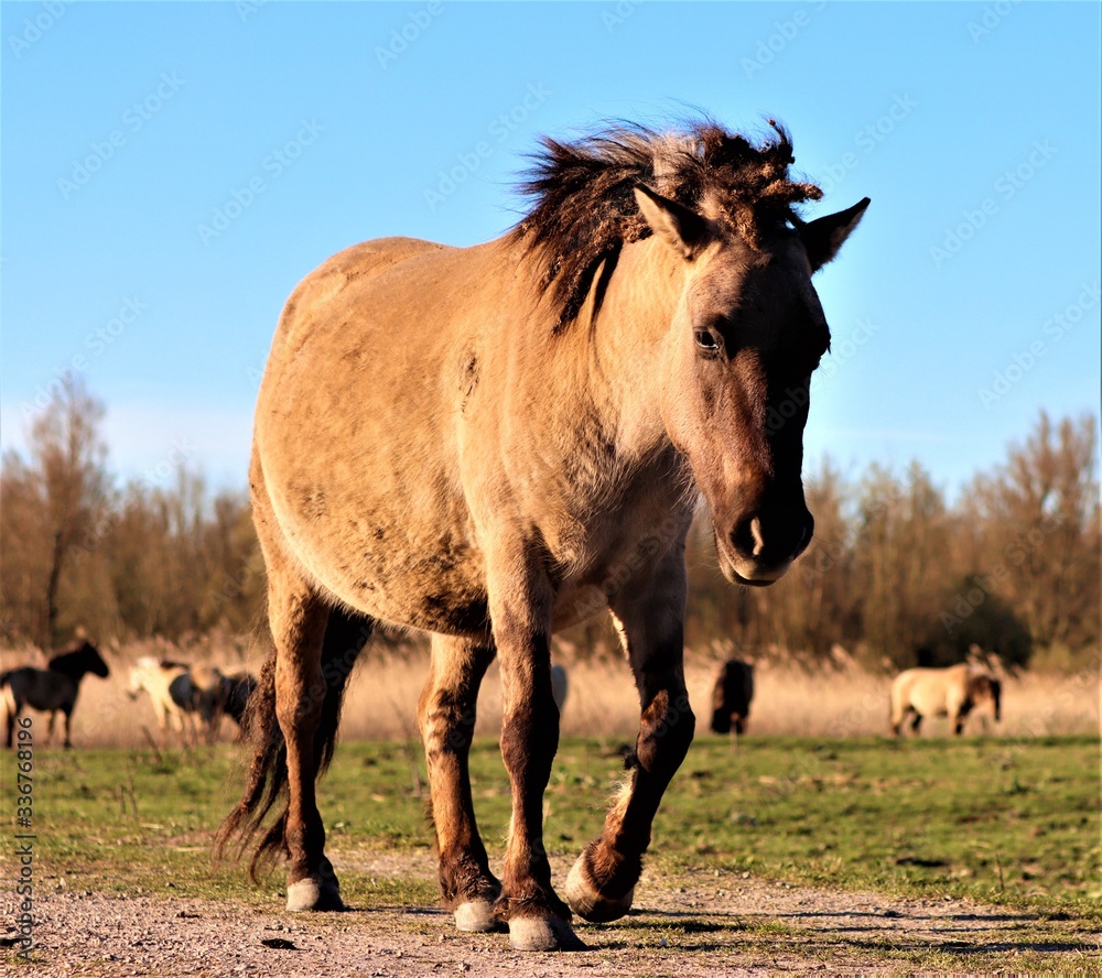 Wildlands Polish Horse (Konik Polski) in field