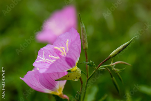 Pink Flowers close up with stamen close up and the pink flowers looking like poppies