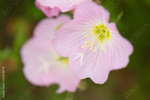 Pink Flowers close up with stamen close up and the pink flowers looking like poppies