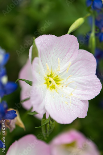 Pink Flowers close up with stamen close up and the pink flowers looking like poppies