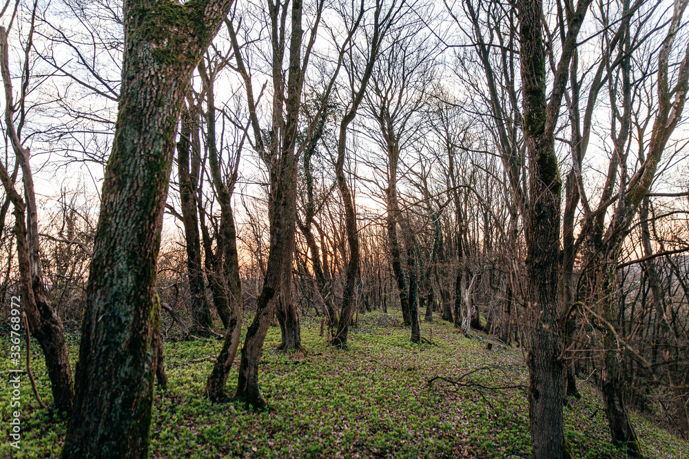 Fototapeta premium Wald Abend Dunkel