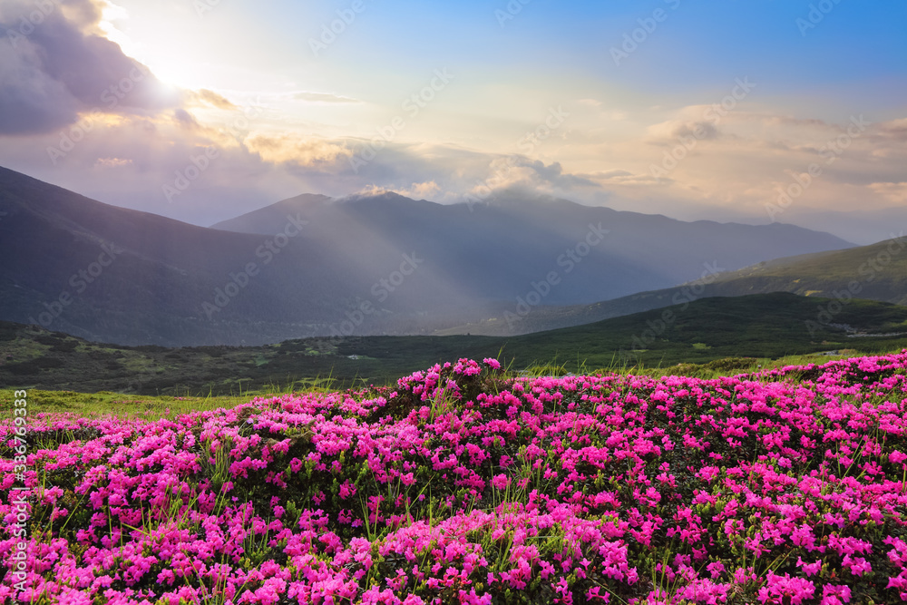 From the lawn covered with pink rhododendrons the picturesque view is opened to high mountains, valley, blue sky in summer time. Concept of nature rebirth. Location Carpathian, Ukraine, Europe. From the lawn covered with pink rhododendrons the picturesque view is opened to high mountains, valley, blue sky in summer time. Concept of nature rebirth. Location Carpathian, Ukraine, Europe.