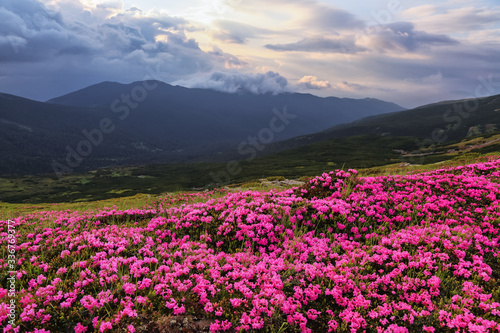 The lawns are covered by pink rhododendron flowers. Beautiful photo of mountain landscape. Concept of nature rebirth. Summer scenery. Blue sky with cloud. Location Carpathian, Ukraine, Europe.