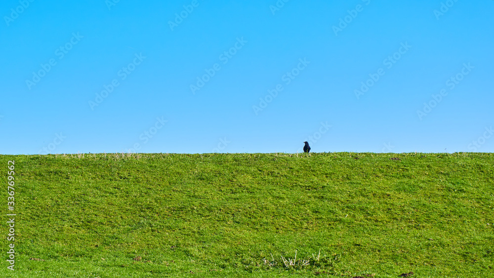 Lonely bird, raven on green grass and blue sky