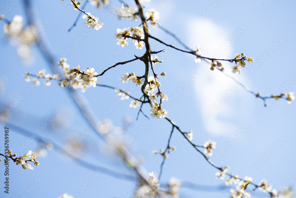 Spring apple cherry tree with white flowers, blue sky Spring apple cherry tree with white flowers, blue sky