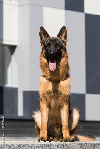 German shepherd dog sitting and looking at the camera
