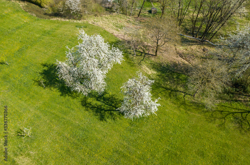 Aerial view of blooming apple tree plantation in spring.. Overhead view of orchard with flowering trees with beautiful shadow of branches. Aerial view of blooming apple tree plantation in spring.. Overhead view of orchard with flowering trees with beautiful shadow of branches.