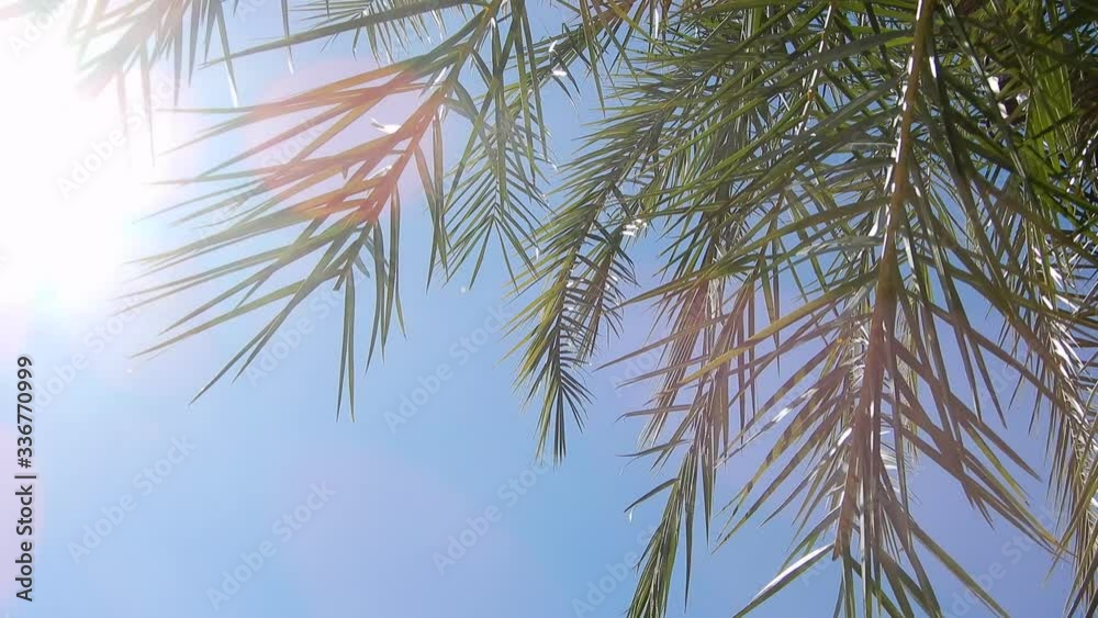 Palm Trees with Sunlight Peeking through Leaves on a Warm Summer Day Palm Trees with Sunlight Peeking through Leaves on a Warm Summer Day
