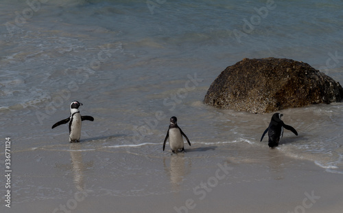 Three penguins taking a stroll on the beach
