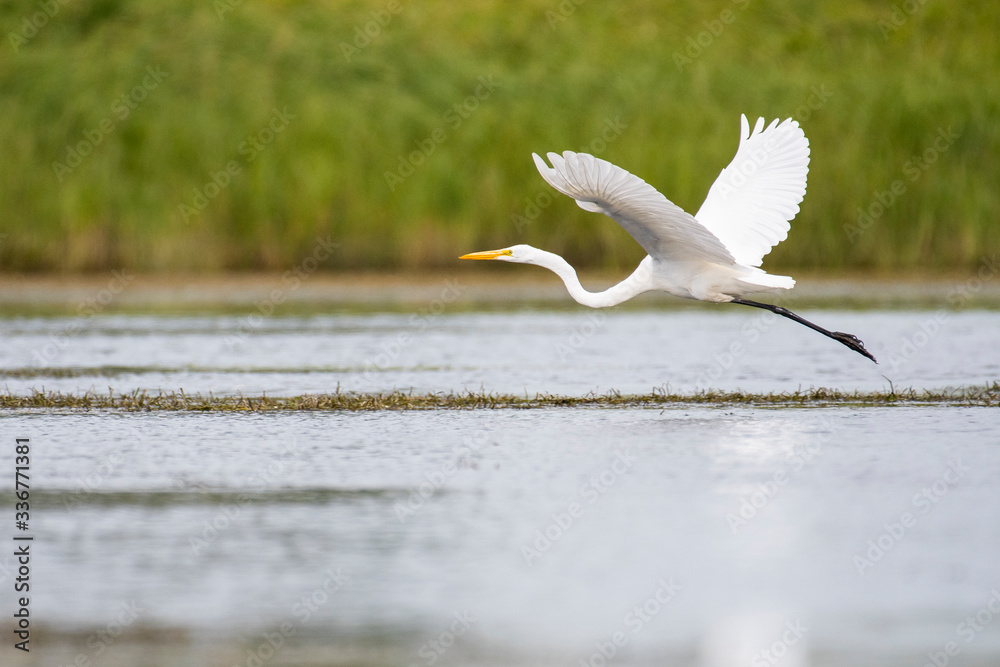 Great Egret in Flight over marsh Great Egret in Flight over marsh