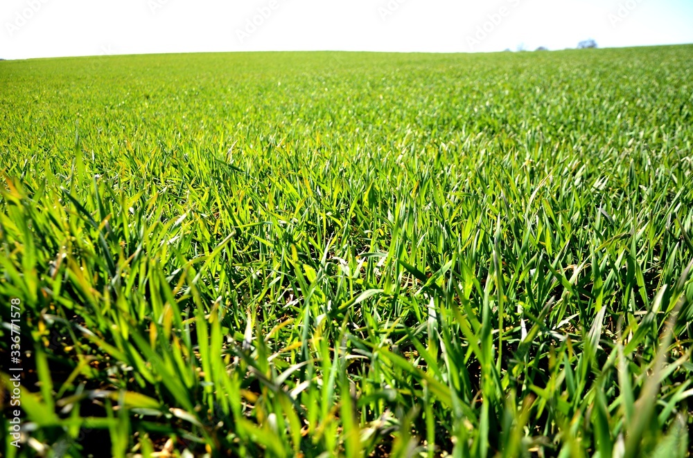 young wheat growing in field in spring sunny day. agro-culture, farming. young wheat growing in field in spring sunny day. agro-culture, farming.