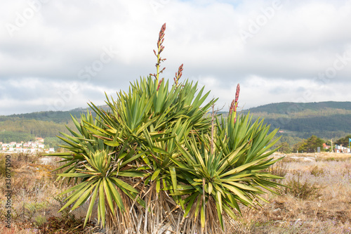 Adam's needle (in german Fädige Palmlilie, Garten-Yucca, Palmlilie) Yucca filamentosa photo
