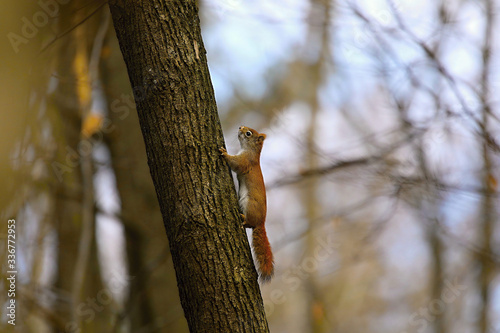 The American red squirrel is smaller size North American tree squirrels. © karel