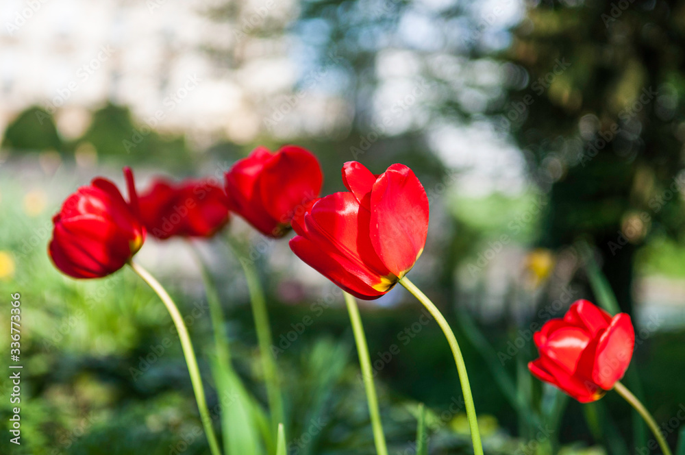 Fototapeta premium red tulips in the garden
