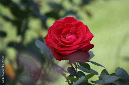 red rose in green background