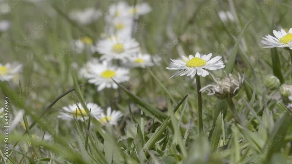 Prato di margherite a primavera Prato di margherite a primavera