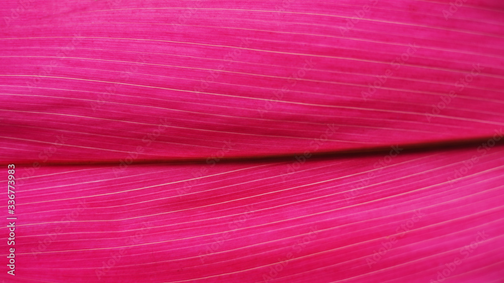 Pink natural background. plant leaf texture. natural plant structure. Pink leaf of a bush. Pink natural background. plant leaf texture. natural plant structure. Pink leaf of a bush.