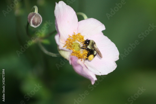 bee in flower IV