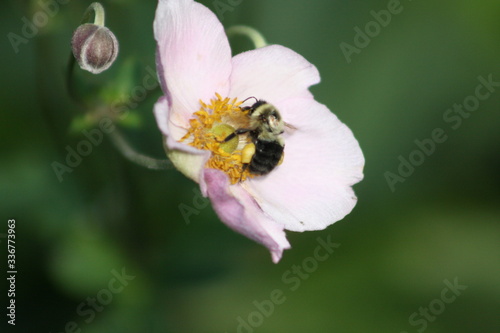 bee in flower III