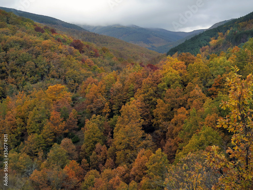 beech forest in autumn season