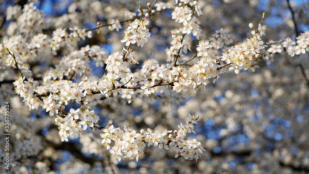 Flowering of fruit-bearing trees in spring. White Apple or cherry blossoms on a blue sky. floral background of branches with flowers. flowering plant in family Rosaceae, subgenus Cerasus. copy space Flowering of fruit-bearing trees in spring. White Apple or cherry blossoms on a blue sky. floral background of branches with flowers. flowering plant in family Rosaceae, subgenus Cerasus. copy space