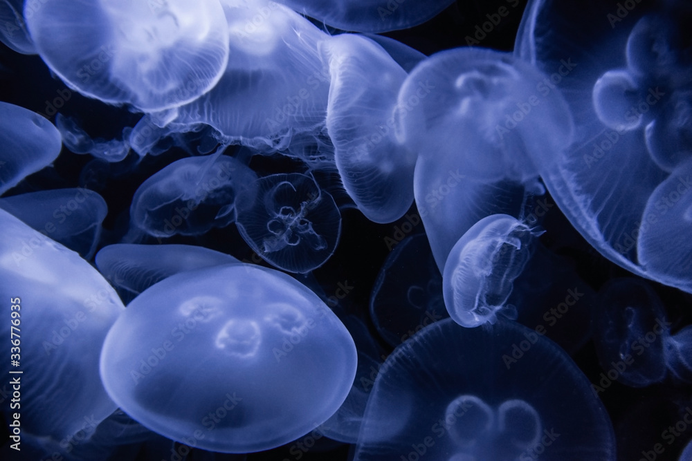 blue jellyfish on a black background blue jellyfish on a black background