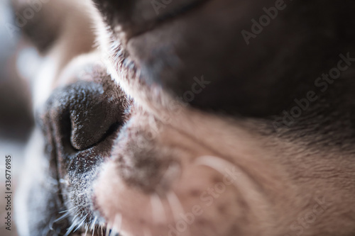 Macrophotography of a young cute face of a Boston Terrier dog. Rough nose. Close-up.