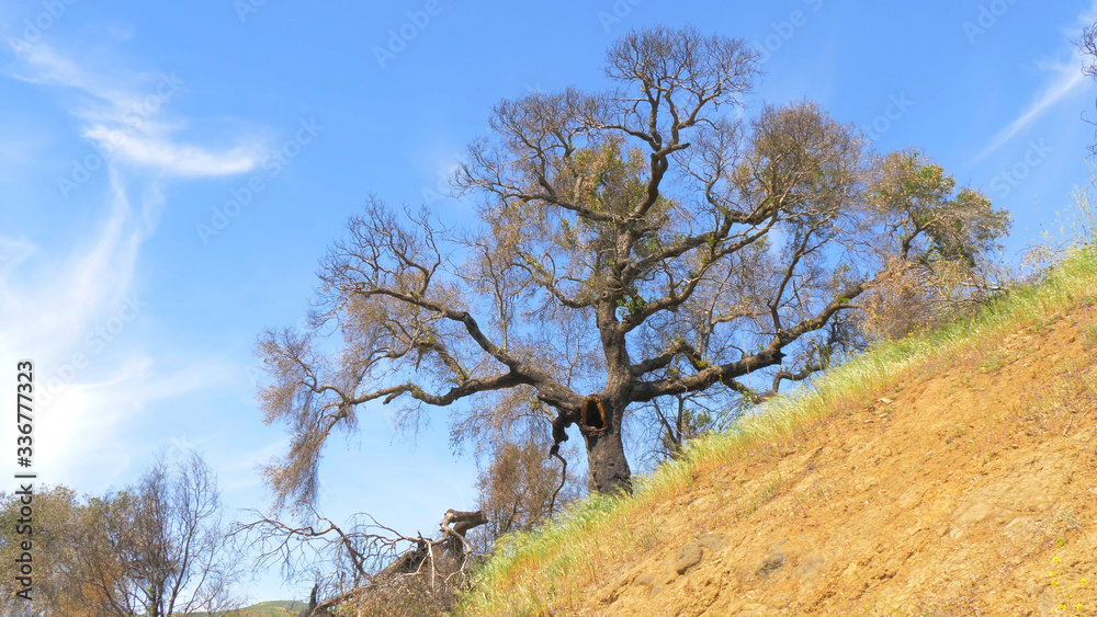 Burnt trees after the huge fire in Malibu