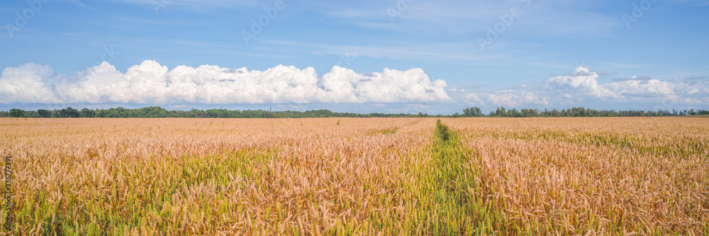 Obraz premium wide field of ripe wheat on a sunny day