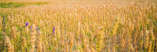 Ripe golden wheat ears under blue sky on sunny day, close up © Dmitriy Popov