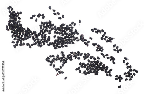Dried elderberries isolated on a white background, top view. Dried elderberry fruits.